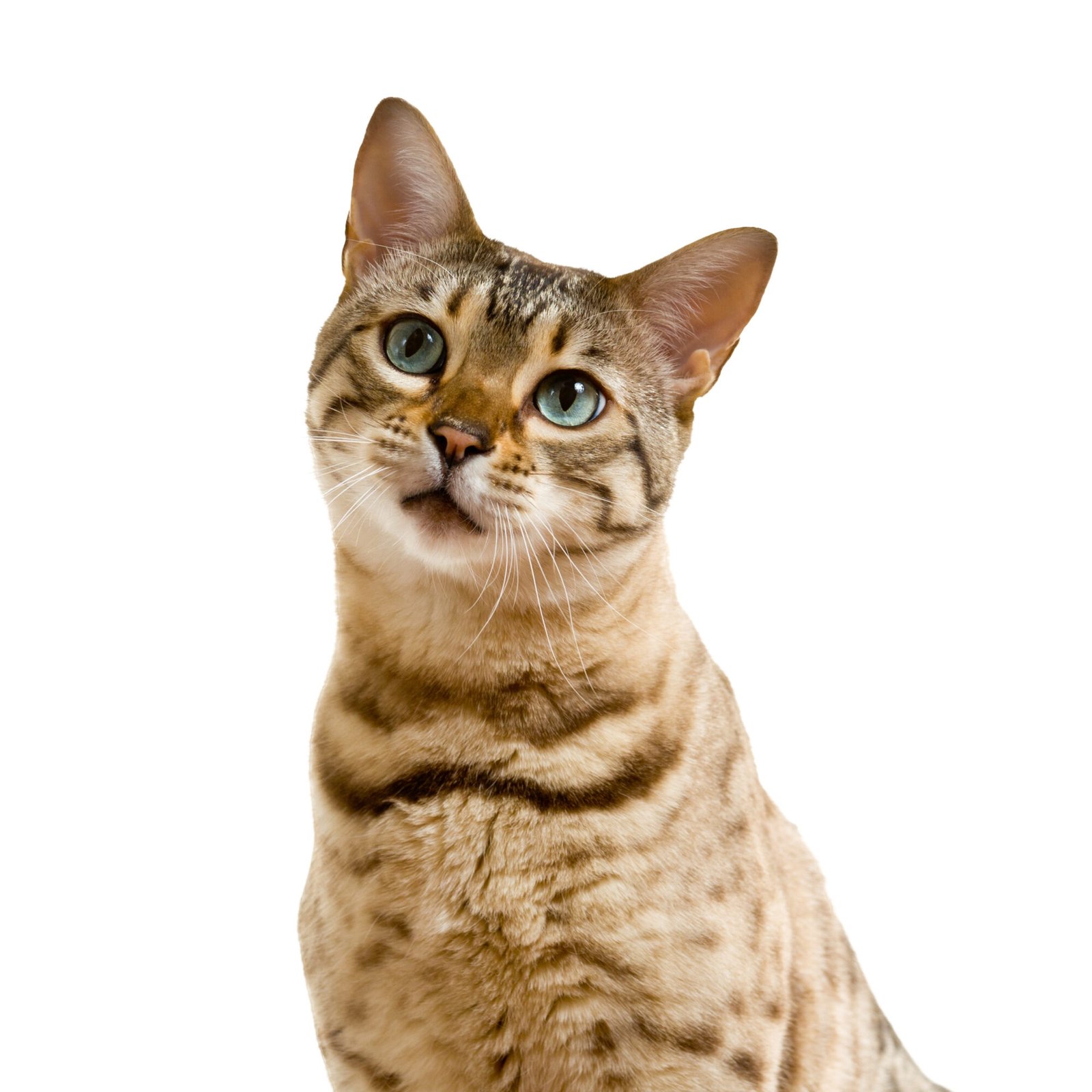 Gatos
